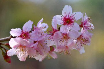 Cherry Blossom 