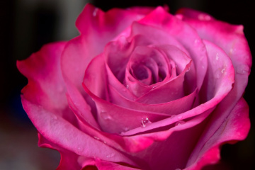Pink Blossom 2