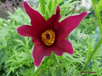 Blüte