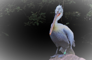 Dalmatian Pelican