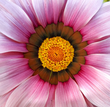 Macro 