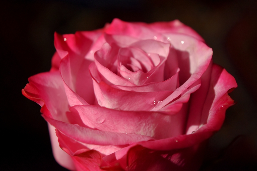 essence of season
