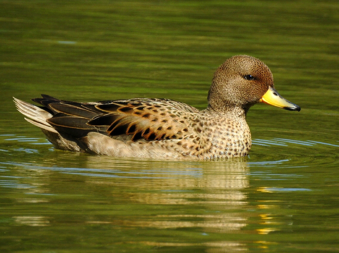 Migratory Duck