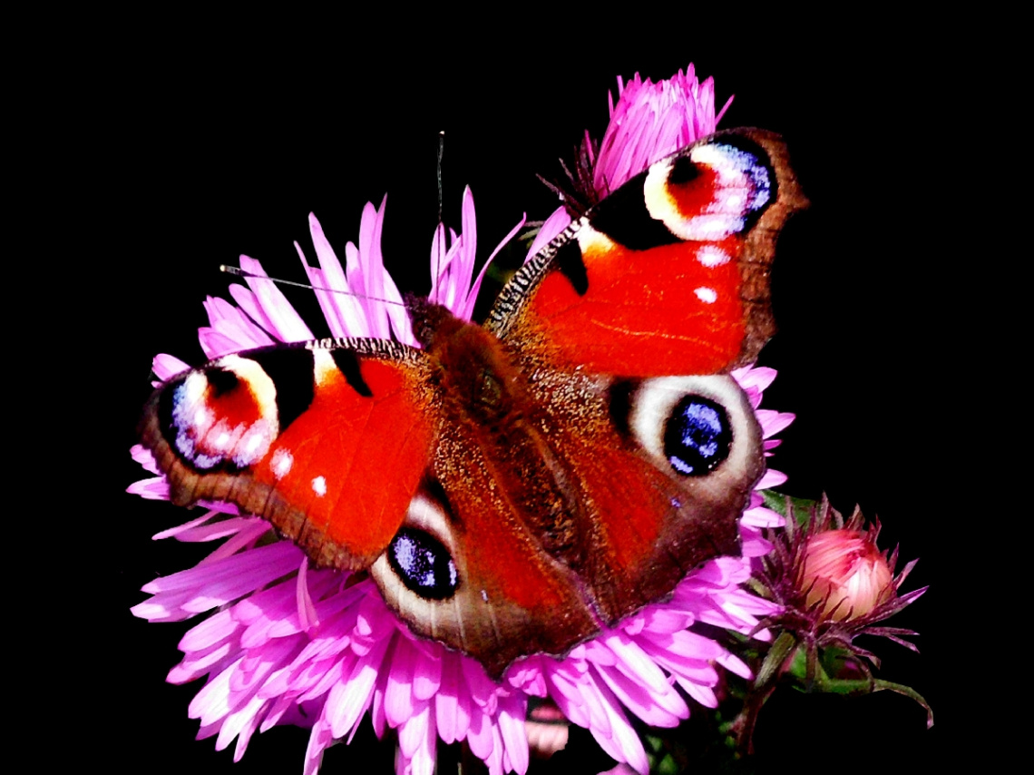SCHMETTERLING