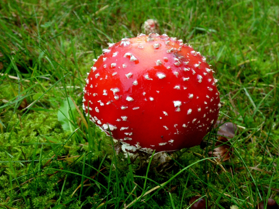 FLIEGENPILZ