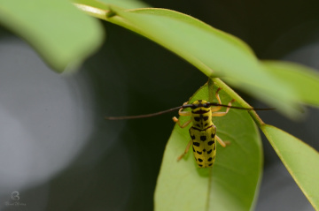 bug