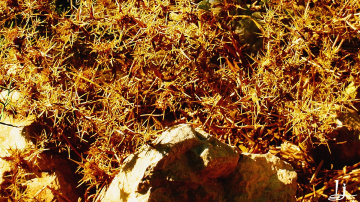 Thorny abstract 