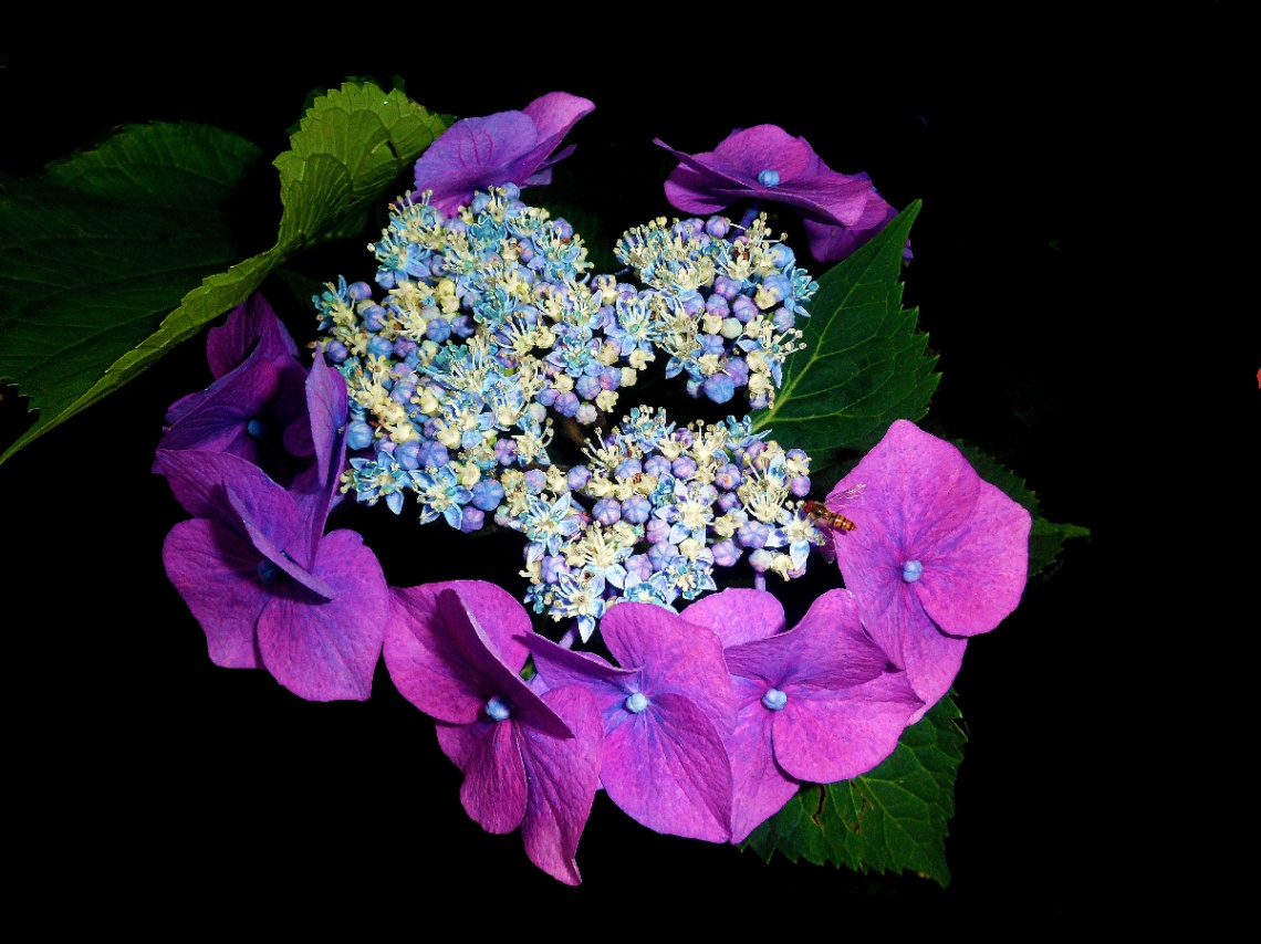 BLÜTEN