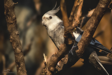Sultan papağanı - Cockatiel 