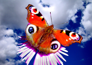 SCHMETTERLING