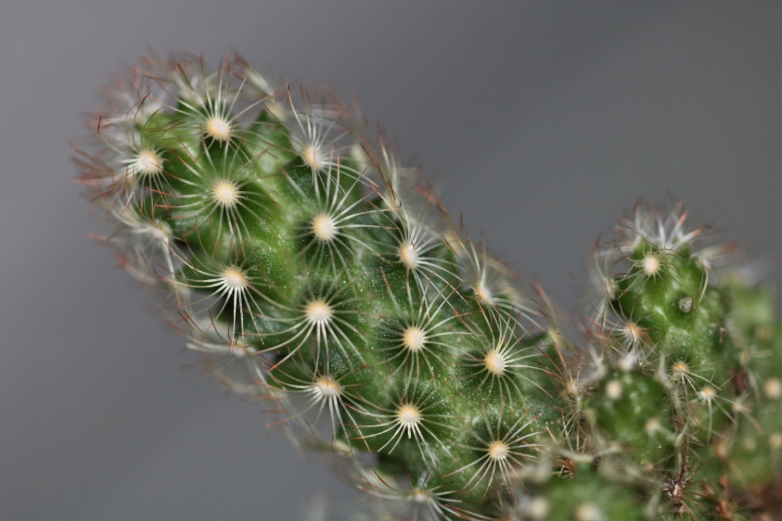 Close to a cactus