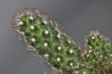Close to a cactus