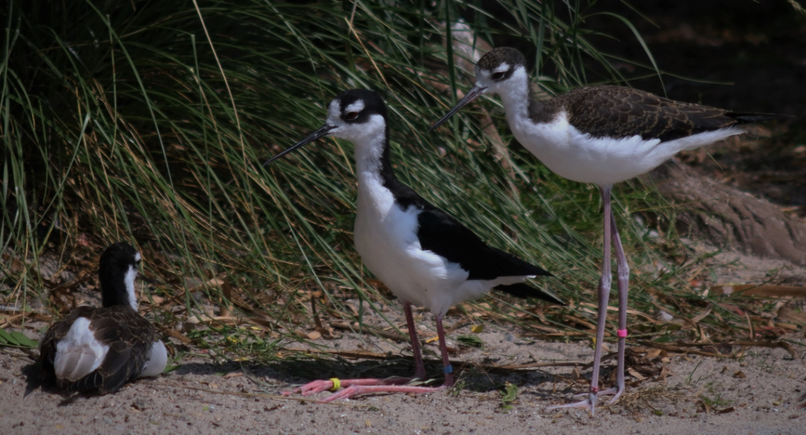 Birds meeting