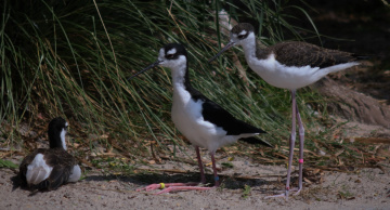 Birds meeting