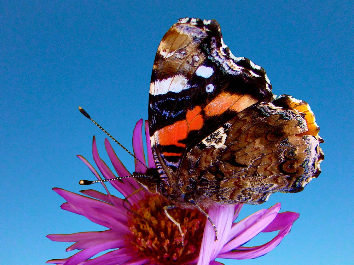 SCHMETTERLING
