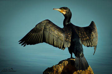 Karabatak - cormorant