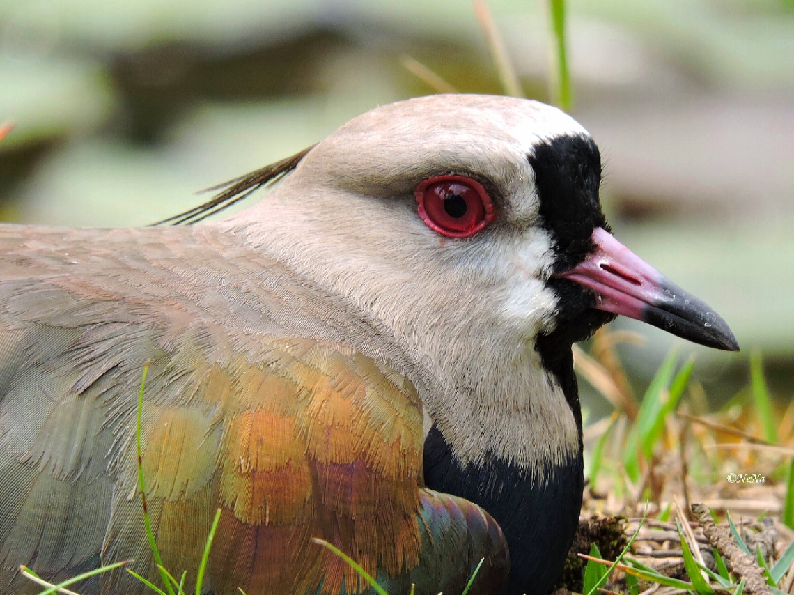 Quero-quero (Vanellus chilensis) 
