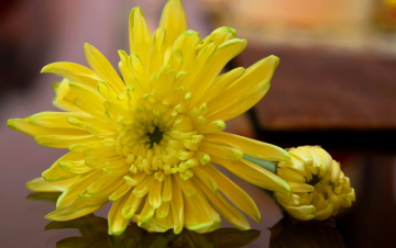 Seasonal Blooms