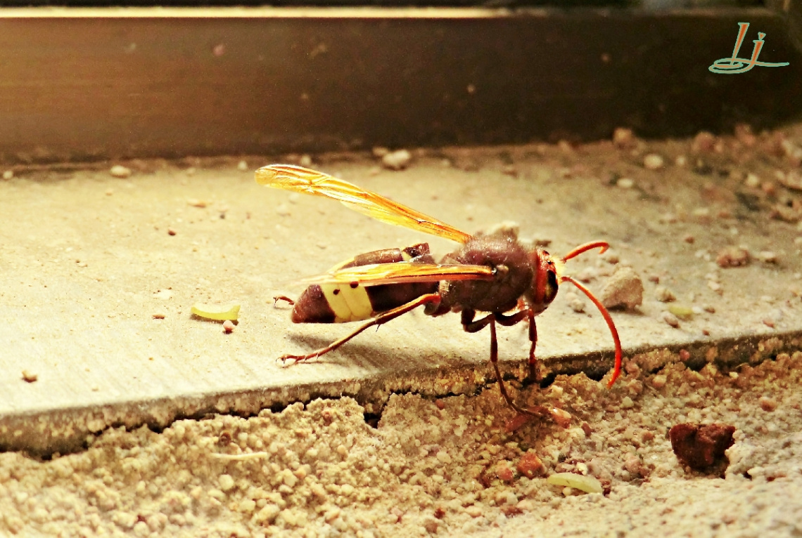Cornered and Angry Hornet