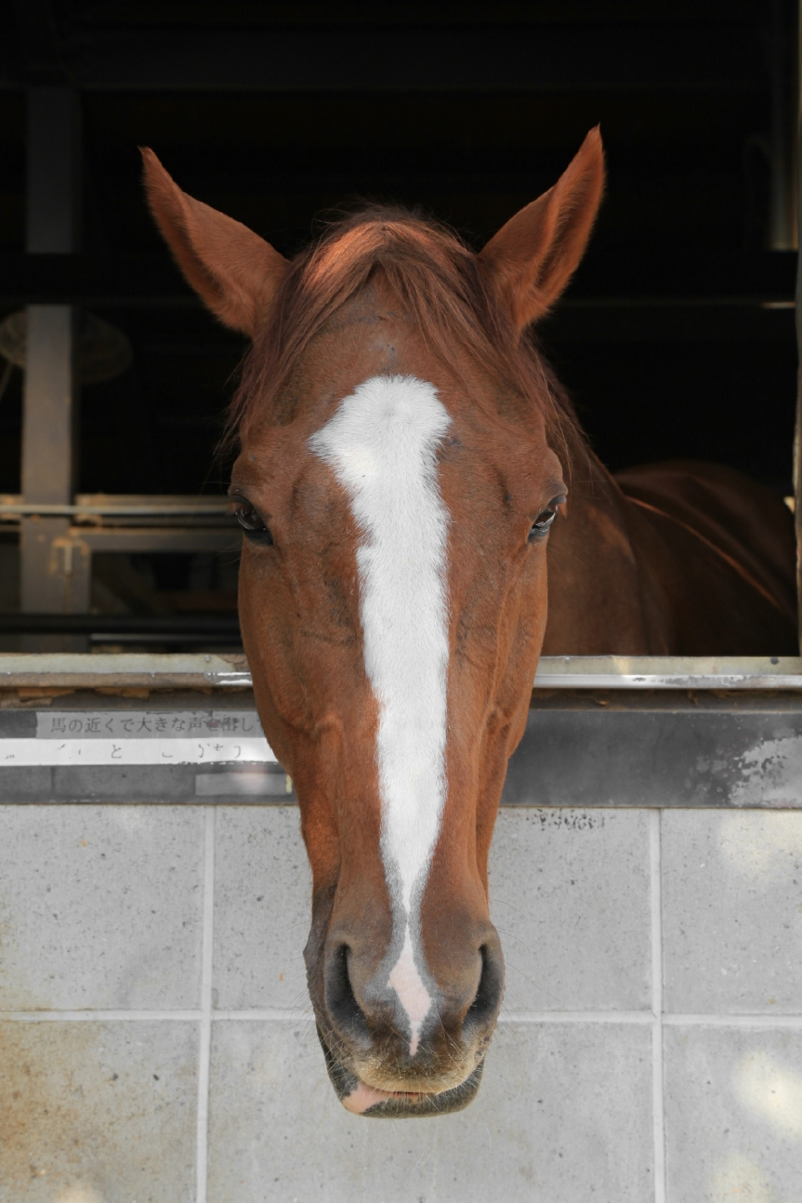 Long face