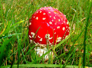 FLIEGENPILZ
