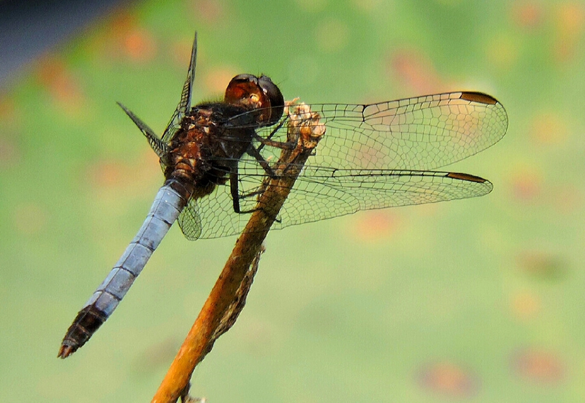 Blue dragonfly 