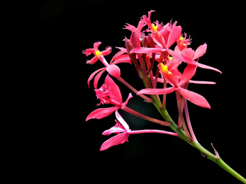 Mini orchids