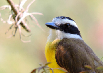 Pitangus sulphuratus 