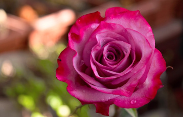 Good Day To All