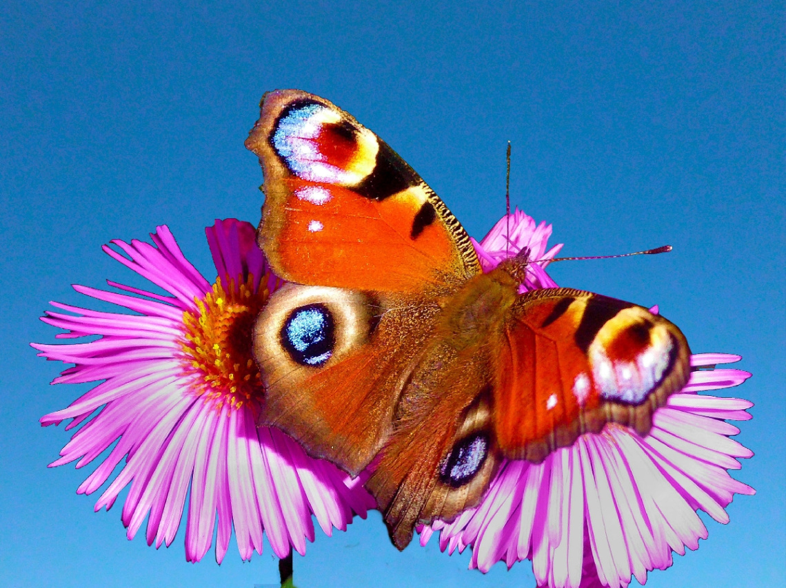 SCHMETTERLING