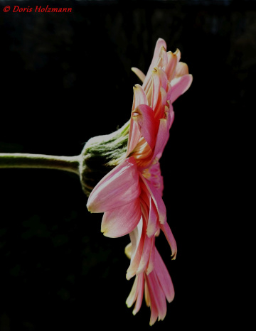 Blüte
