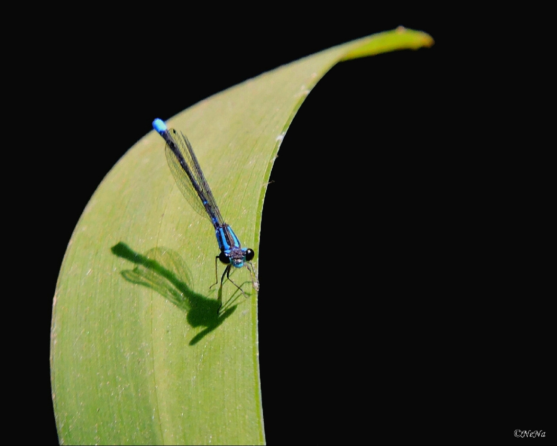 Little blue dragonfly 
