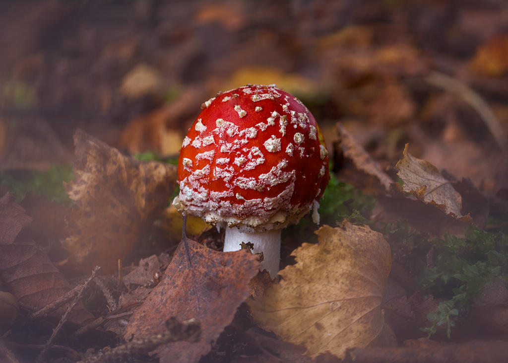 Little Fly Agaric