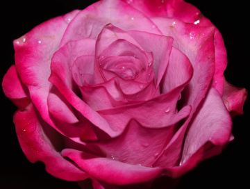 Pink Blossom 3
