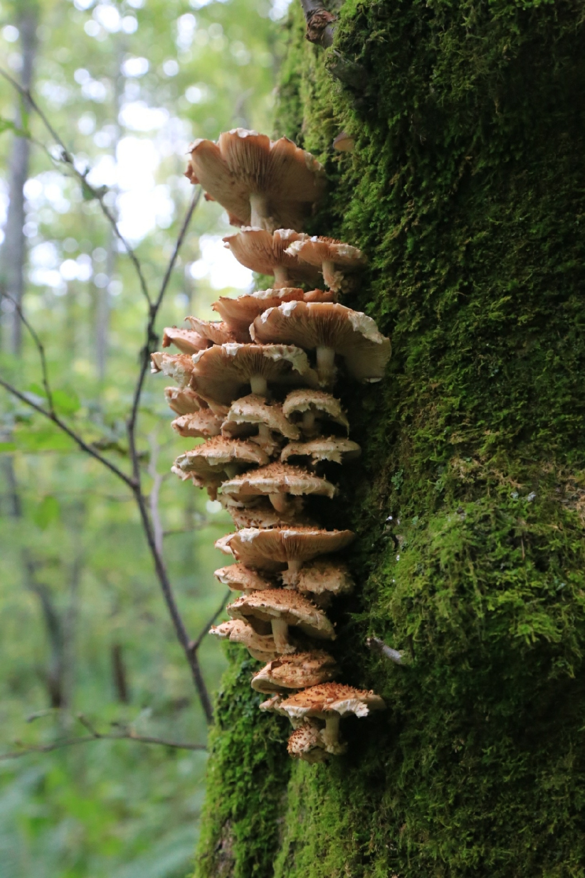 Mushroom