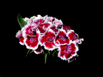 BLÜTEN