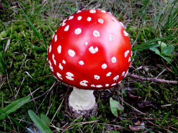 FLIEGENPILZ