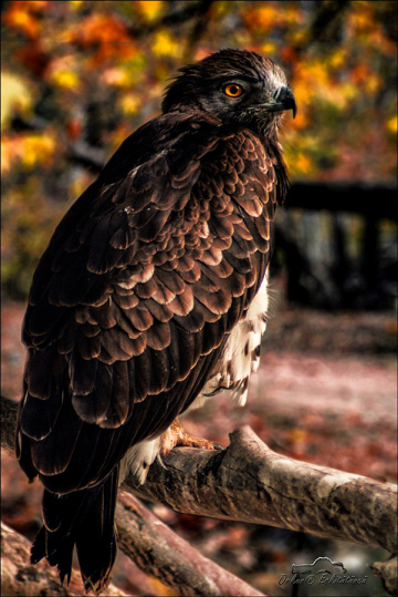Kızıl Boyunlu Şahin - Red-necked Buzzard