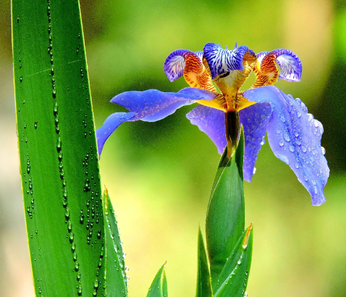Neomarica caerulea