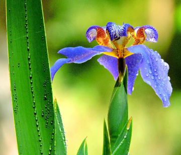 Neomarica caerulea