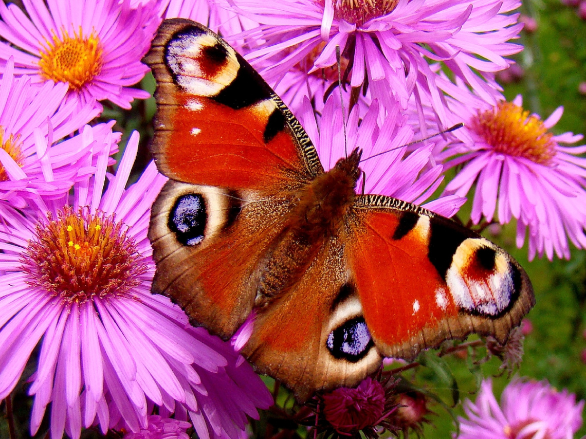 SCHMETTERLING