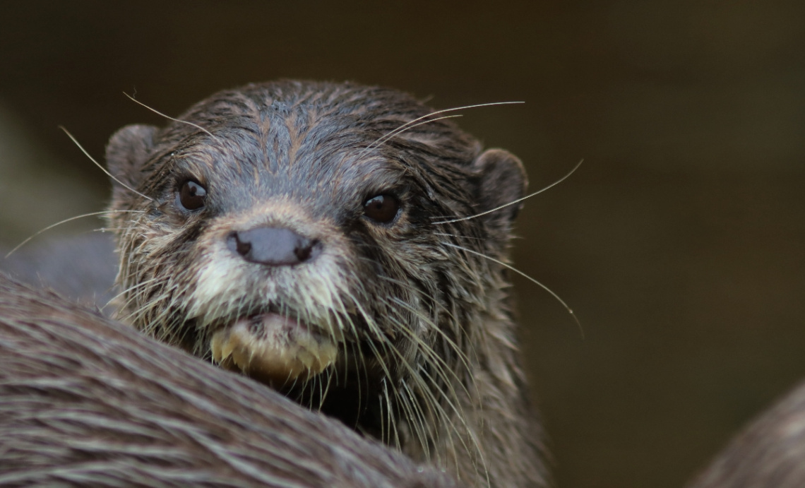 An otter’s look