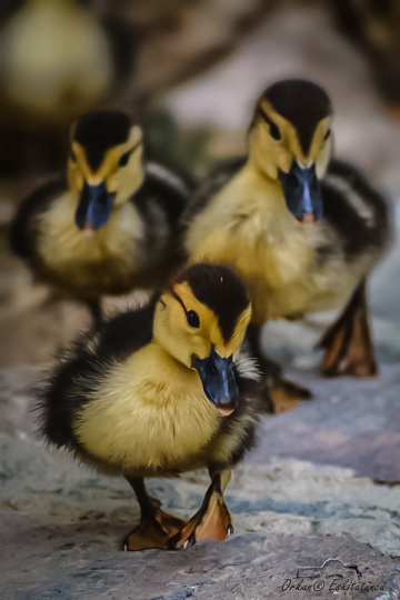 BabY DuckS
