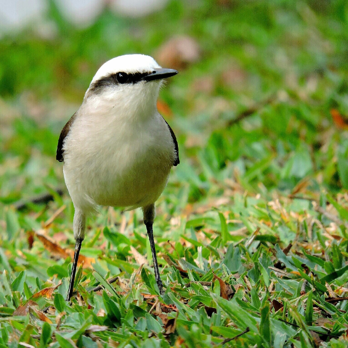 Lavadeira-mascarada (Fluvicola nengeta) 