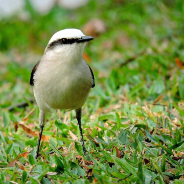 Lavadeira-mascarada (Fluvicola nengeta) 