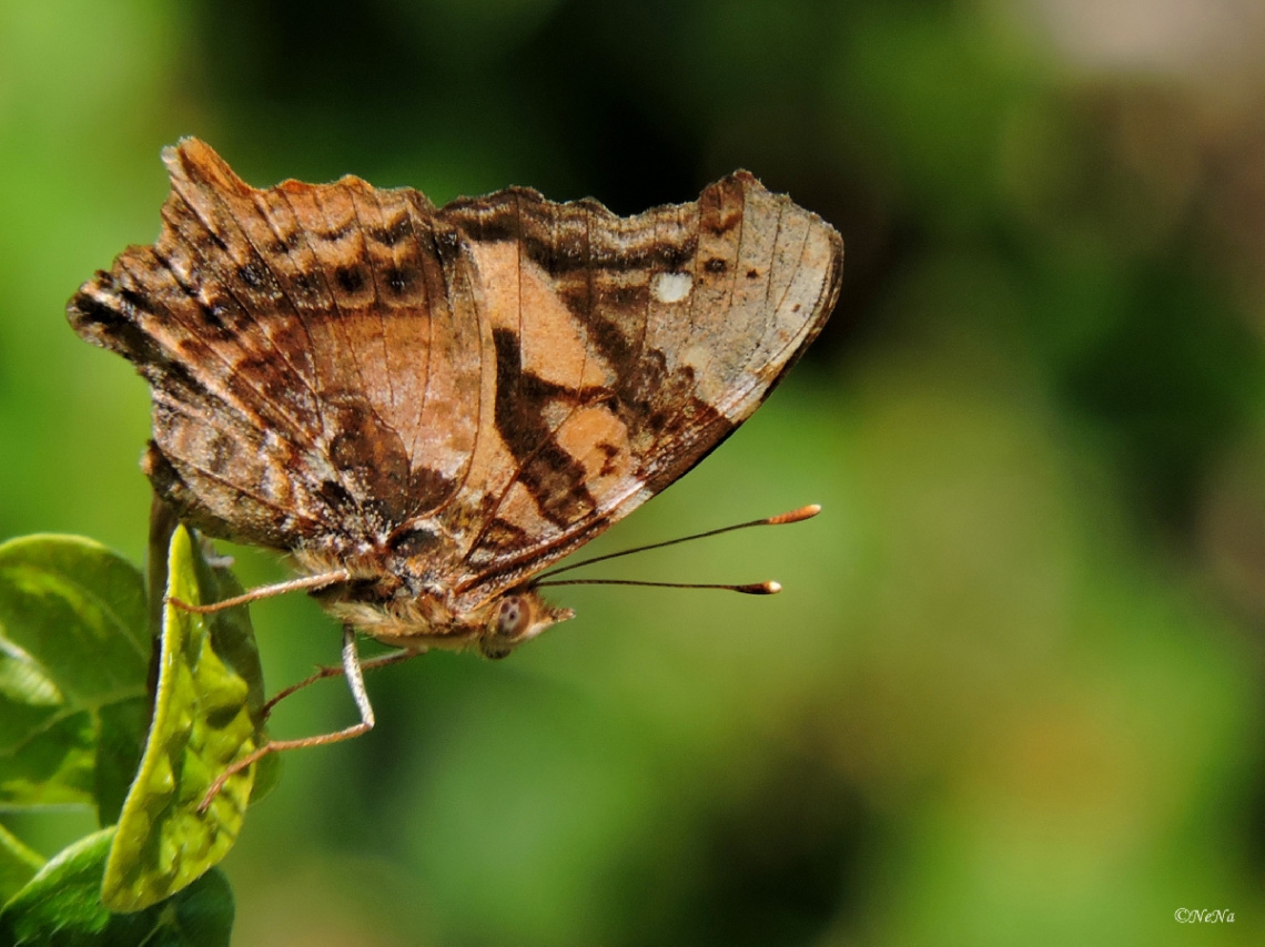Delicate 