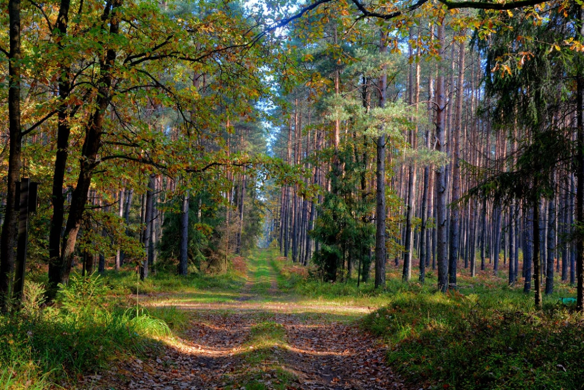 ... autumn forest in Poland