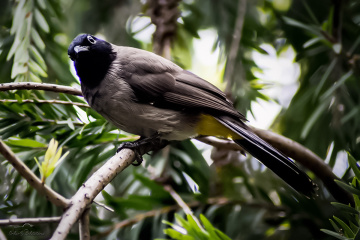 Bayağı Arap bülbülü - White spectacled  Bulbul