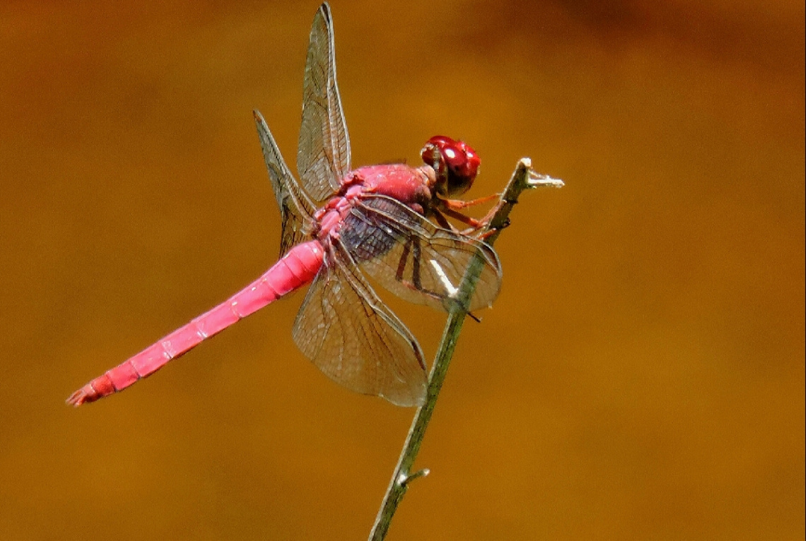 Red Dragonfly 