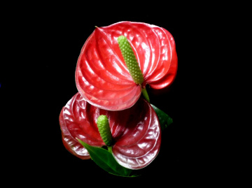 BLÜTEN